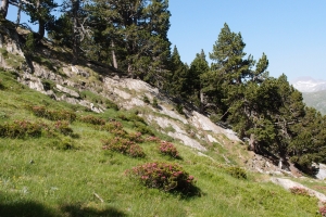 Názov súboru=NP_Maladeta_Posets_14.JPG
Veľkosť súboru=1584KB
Veľkosť=1296x864
Dátum pridania=25. Júl 2012 NP_Maladeta_Posets_14.JPG