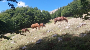 I_Apeniny_5.jpg